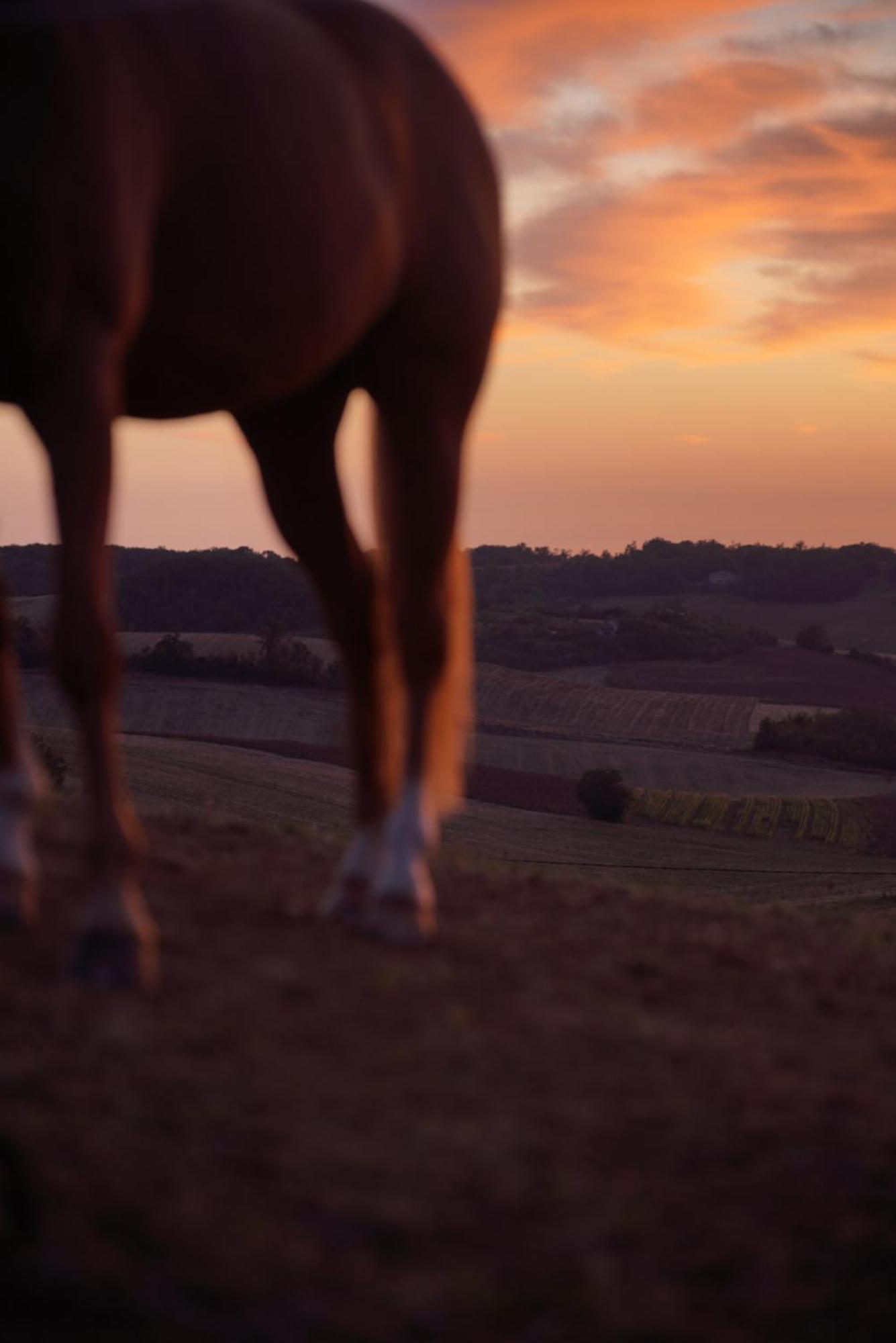 Logement Entier De Charme, Gite Equestre Gers Flamarens Экстерьер фото