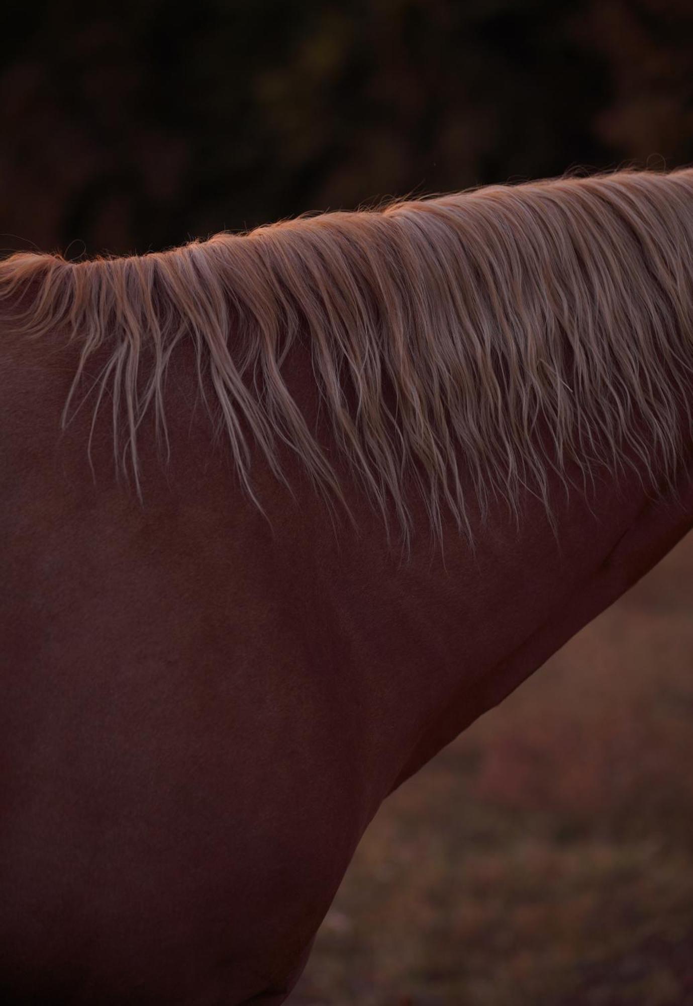 Logement Entier De Charme, Gite Equestre Gers Flamarens Экстерьер фото