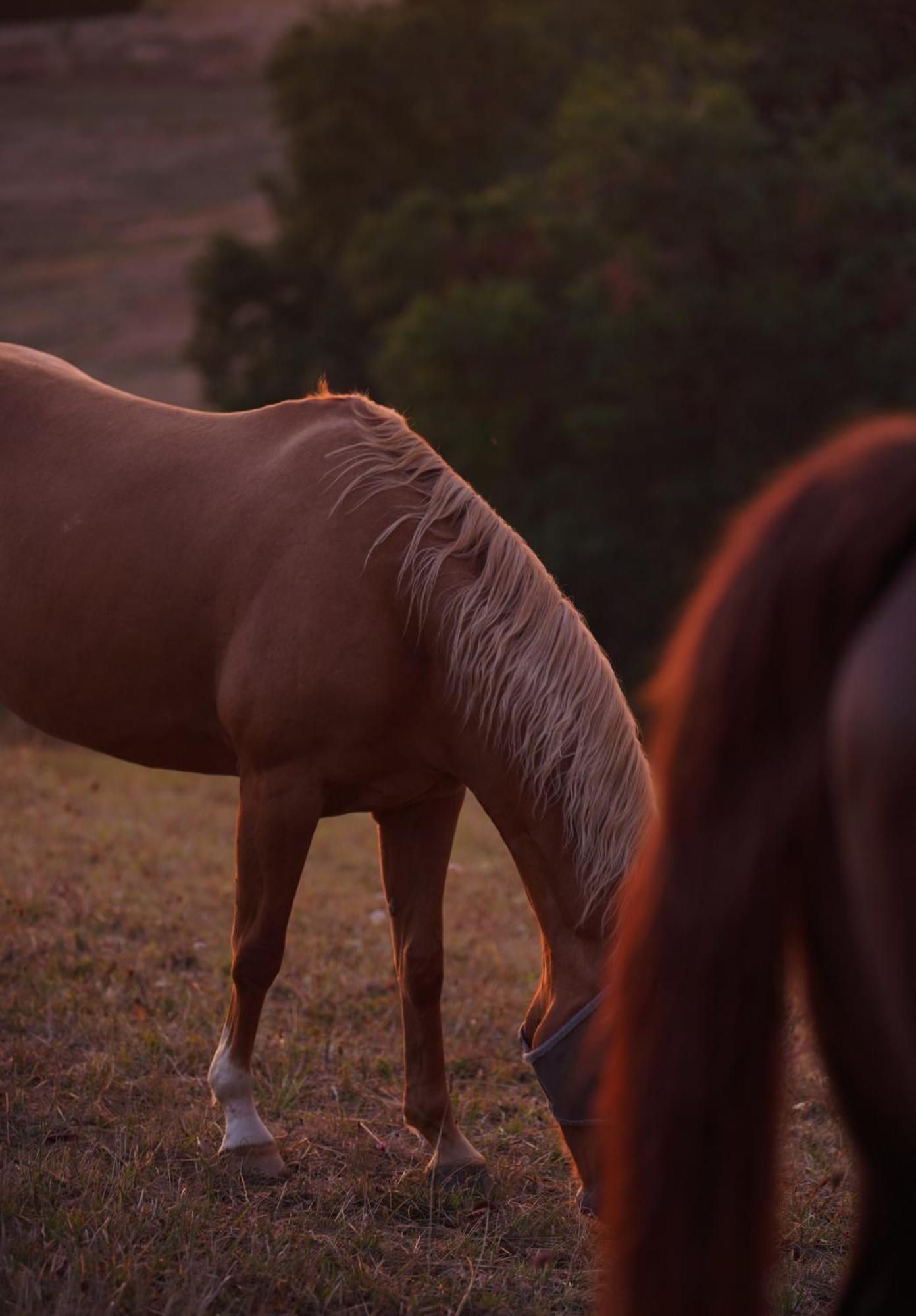 Logement Entier De Charme, Gite Equestre Gers Flamarens Экстерьер фото