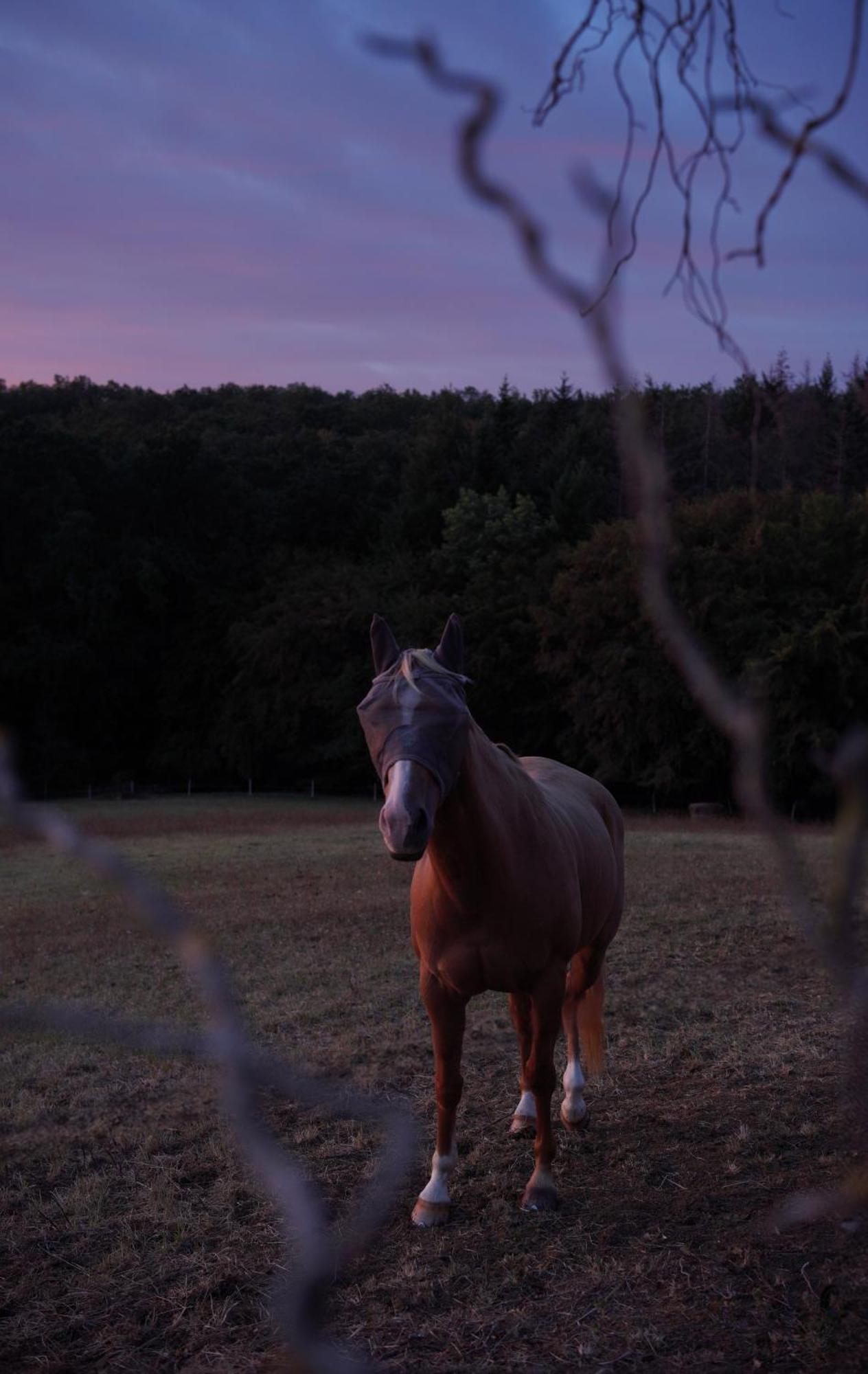 Logement Entier De Charme, Gite Equestre Gers Flamarens Экстерьер фото