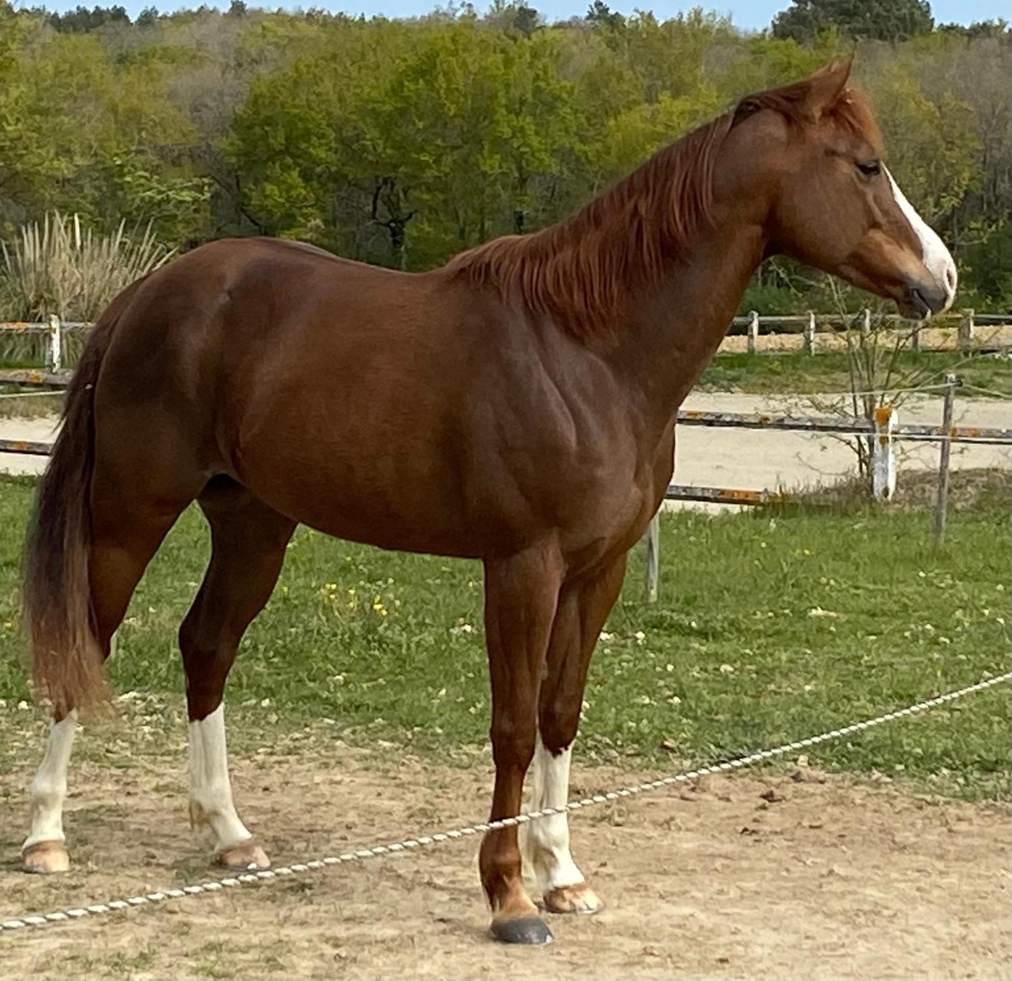 Logement Entier De Charme, Gite Equestre Gers Flamarens Экстерьер фото